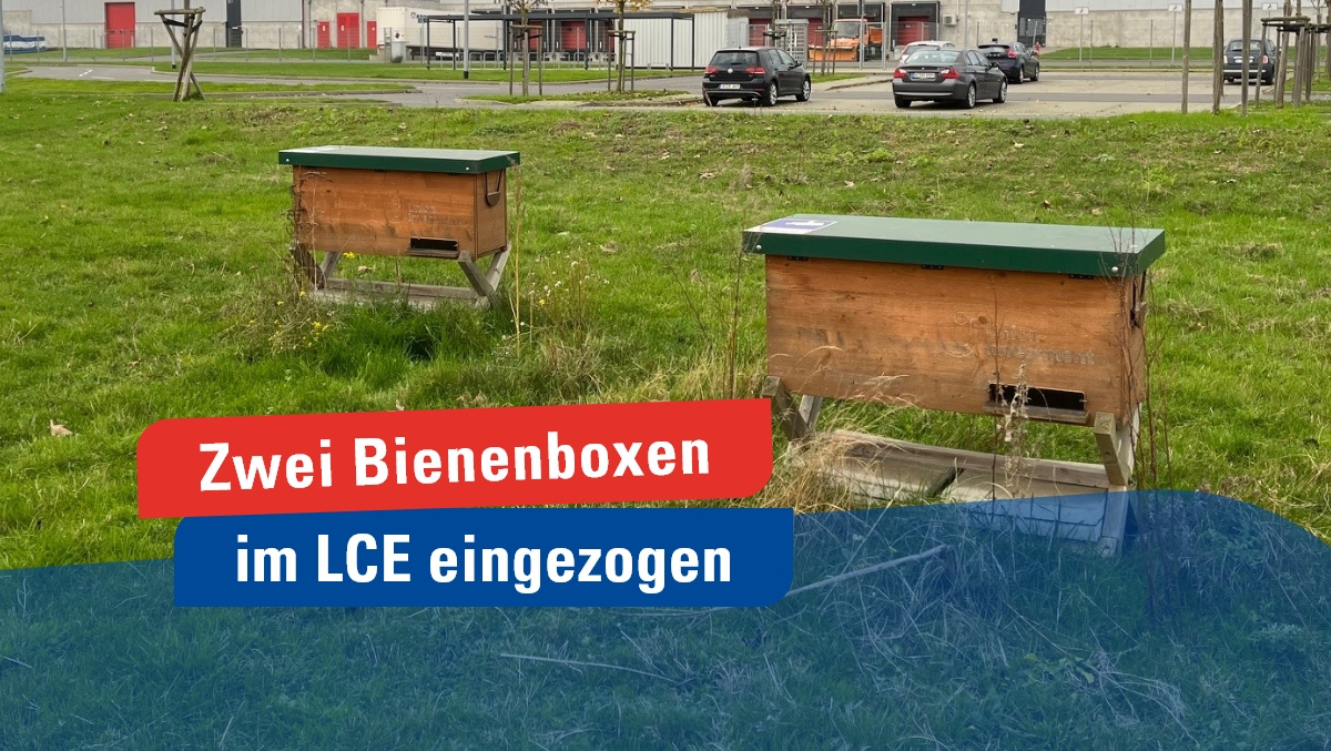 LCE - zwei Bienenboxen von Stadtbienen eingezogen LCE - zwei Bienenboxen von Stadtbienen eingezogen
